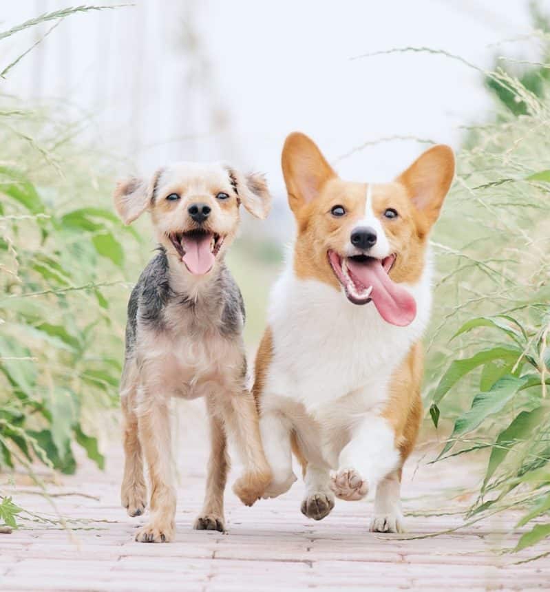 white and brown corgi besides brown dog