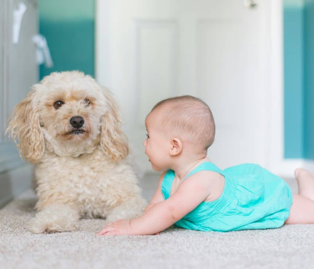 baby crawling near long-coated brown dog near door