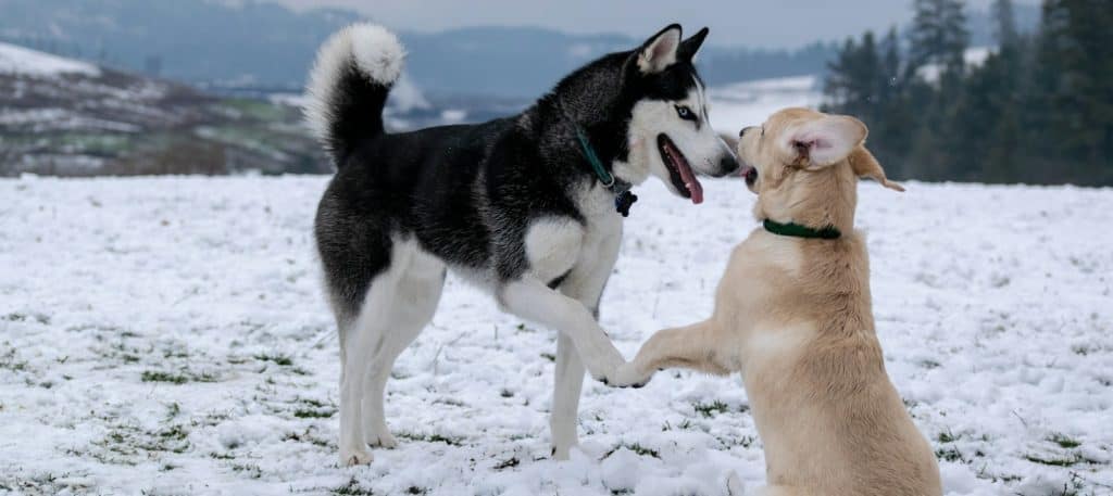 adult black and white Siberian husky beside short-coated brown dog