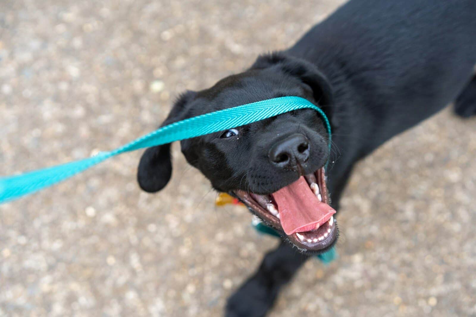 A black puppy with a leash over its eyes