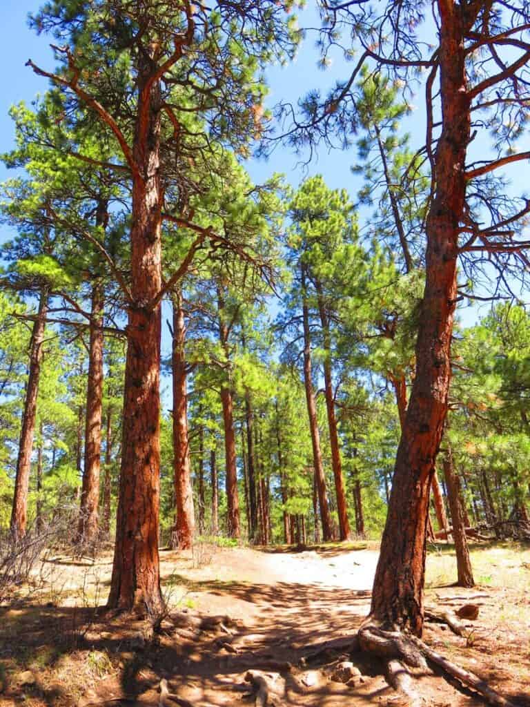 green and brown trees under blue sky during daytime